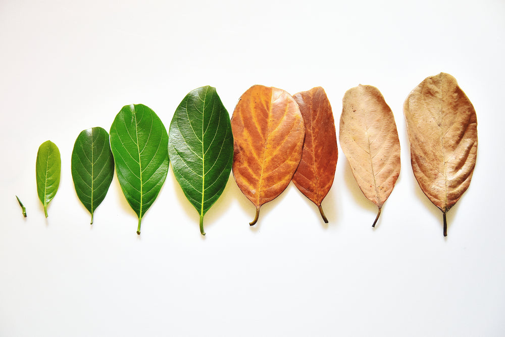 Secretos para Vivir Más y Envejecer Menos