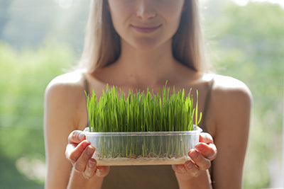COSMETOLOGÍA 101: WHEATGRASS RECIÉN EXPRIMIDO
